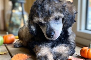 Conrad - puppy for sale