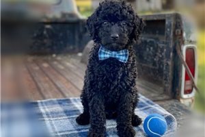 Onyx - puppy for sale