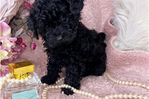 Makayla - Poodle, Toy for sale