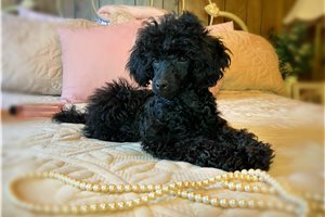 Ophelia - puppy for sale