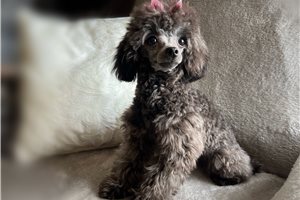 Crystal - Poodle, Toy for sale