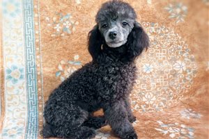 Alister - puppy for sale