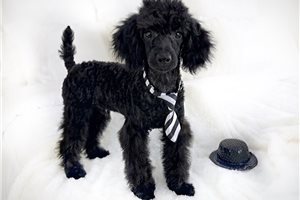 Onyx - puppy for sale