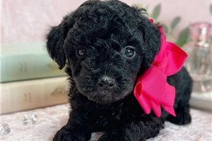 Ophelia - Toy Poodle for sale