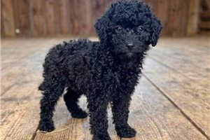 Onyx - Poodle, Toy for sale