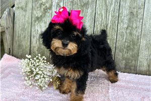 Malia - Toy Poodle for sale