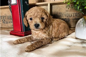 Ollie - puppy for sale