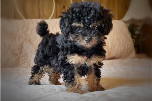 Mana - Poodle, Toy for sale