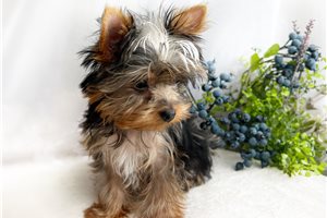 Baxter - puppy for sale