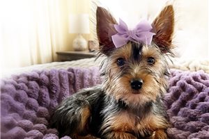 Nica - Yorkshire Terrier - Yorkie for sale