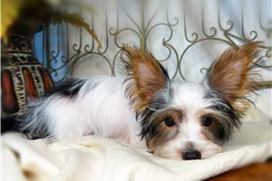 Armand - Yorkshire Terrier - Yorkie for sale