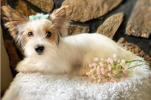 Erica - Yorkshire Terrier - Yorkie for sale