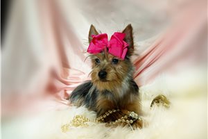 Nancy - Yorkshire Terrier - Yorkie for sale