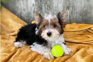 Bernie - Yorkshire Terrier - Yorkie for sale
