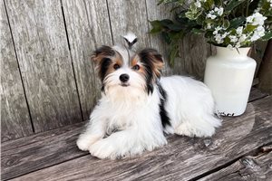 Elmo - Yorkshire Terrier - Yorkie for sale