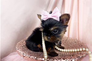 Bubbles - puppy for sale
