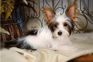 Armand - Yorkshire Terrier - Yorkie for sale