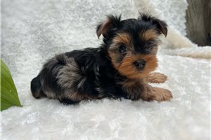 Blaine - puppy for sale