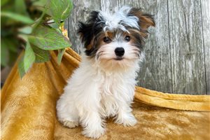 Elmo - puppy for sale