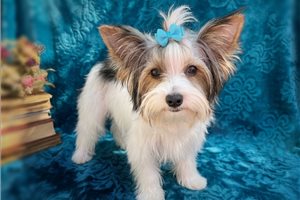 Armand - Yorkshire Terrier - Yorkie for sale