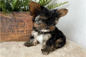 Alden - puppy for sale
