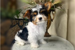 Easton - puppy for sale