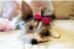 Emma - Yorkshire Terrier - Yorkie for sale