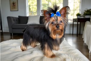 Bruce - puppy for sale