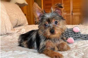 Nancy - puppy for sale