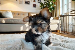 Agnes - puppy for sale