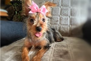 Nancy - Yorkshire Terrier - Yorkie for sale