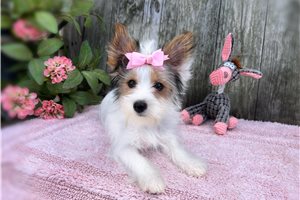 Erica - Yorkshire Terrier - Yorkie for sale