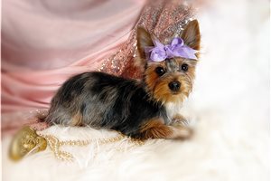 Nica - Yorkshire Terrier - Yorkie for sale