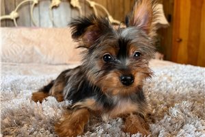 Nica - Yorkshire Terrier - Yorkie for sale