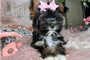 Aida - puppy for sale