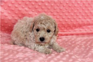 Sadie - Goldendoodle, Mini for sale