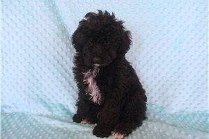 Blaze - Goldendoodle, Mini for sale