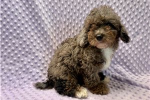 Sophia - puppy for sale