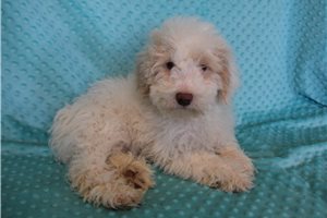 Winter - Goldendoodle, Mini for sale