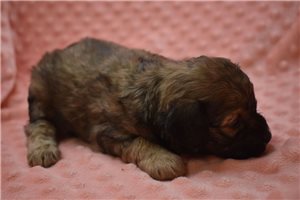 Stella - puppy for sale