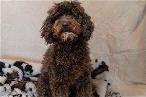 Stetson - Mini Goldendoodle for sale
