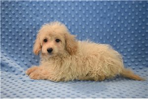 Sebastian - Goldendoodle, Mini for sale
