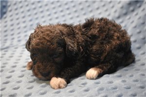 Sophia - Goldendoodle, Mini for sale