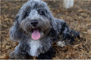 Sophia - Mini Goldendoodle for sale