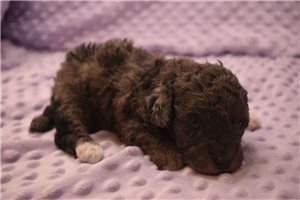 Scarlett - puppy for sale