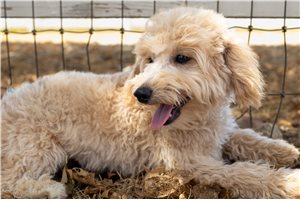 Sebastian - Mini Goldendoodle for sale
