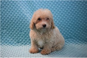 Samuel - Goldendoodle, Mini for sale