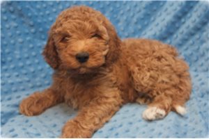 Scout - puppy for sale
