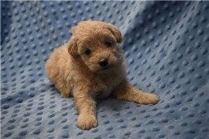 Silas - Goldendoodle, Mini for sale