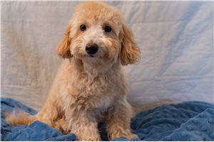 Samuel - Mini Goldendoodle for sale